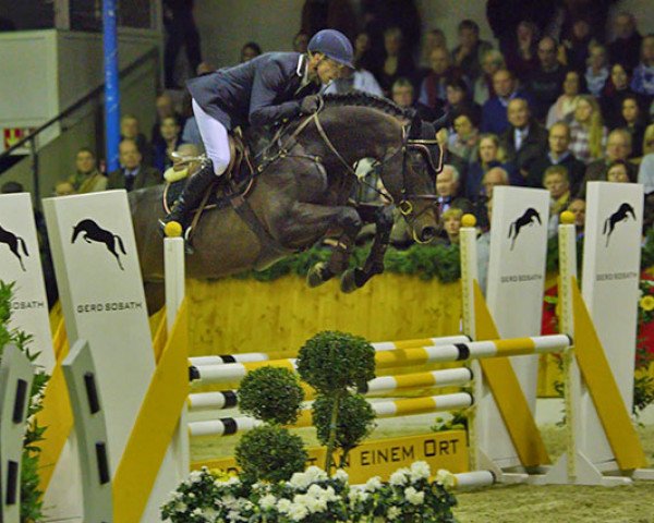 stallion Naldo 29 (KWPN (Royal Dutch Sporthorse), 2011, from Nabab de Rêve)