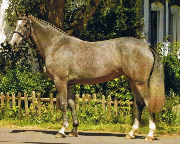 broodmare Darling (Holsteiner, 2011, from Casall)