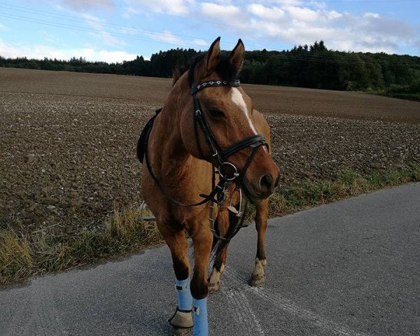 Pferd Kajak - B. (Welsh Pony (Sek.B), 1992, von Valentino)