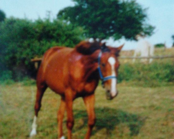 Pferd Avournin (Zweibrücker, 1991, von Auftritt)