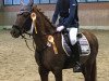 jumper Bonny 864 (German Riding Pony, 1992, from Galant)