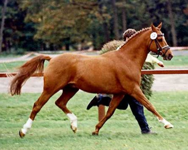 stallion Grande B (German Riding Pony, 1992, from Gigant)