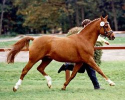 stallion Grande B (German Riding Pony, 1992, from Gigant)