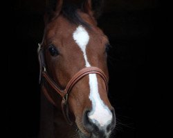 broodmare Jelly Jones (Holsteiner, 2016, from Orlando van de Heffinck)