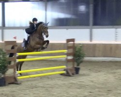 jumper Candanello (Hanoverian, 2010, from Canstakko)