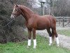 dressage horse Zöthens Da Vinci (German Riding Pony, 2015, from Dimension AT NRW)