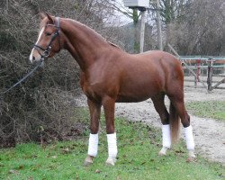 dressage horse Zöthens Da Vinci (German Riding Pony, 2015, from Dimension AT NRW)