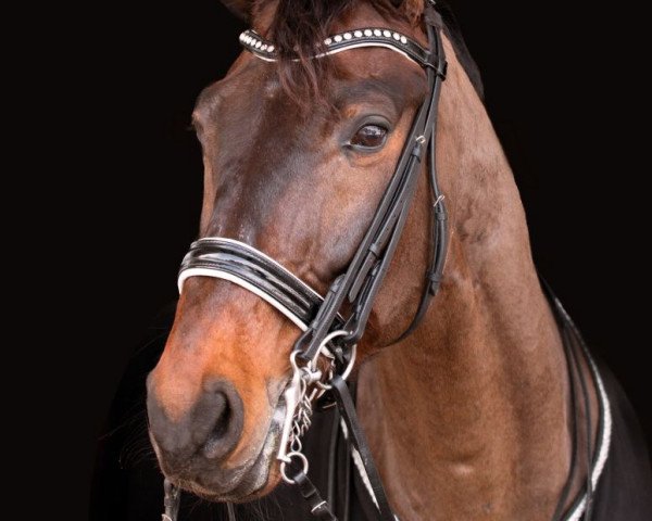 dressage horse Fürst Leopold (Oldenburg, 2007, from Flavio)