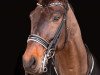 dressage horse Fürst Leopold (Oldenburg, 2007, from Flavio)