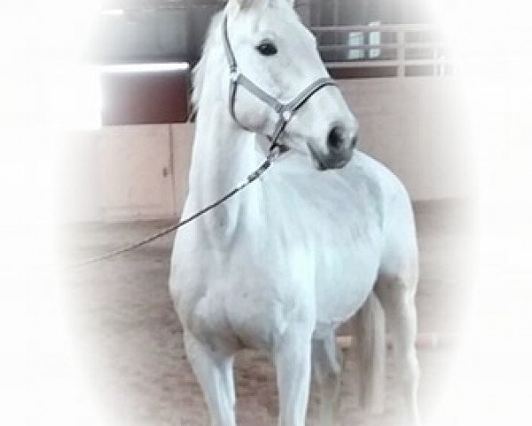 broodmare Rebecca (German Sport Horse, 2004, from L'Ami)
