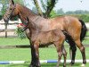 broodmare Madonna-S (Oldenburg show jumper, 2004, from Coriano)