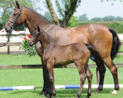 Zuchtstute Madonna-S (Oldenburger Springpferd, 2004, von Coriano)