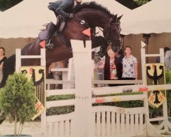 jumper Sandriano S (Oldenburg show jumper, 2009, from Sandro Boy)