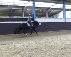 dressage horse Bon Ami (Hanoverian, 2013, from Bon Bravour)