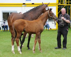 broodmare Stute von Vitalis / Rockwell (Westphalian, 2012, from Vitalis)