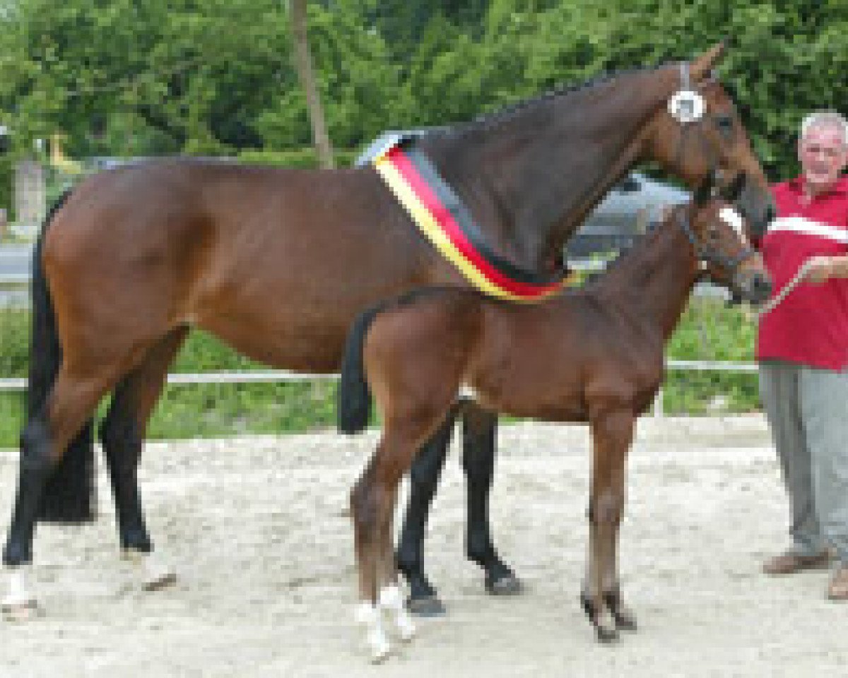 Zuchtstute Vanessa (Westfale, 2006, von Van the Man)