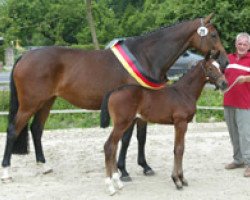 broodmare Vanessa (Westphalian, 2006, from Van the Man)