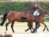 broodmare Rosella D (Westphalian, 2001, from Rockwell)