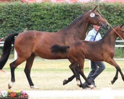 broodmare Rosella D (Westphalian, 2001, from Rockwell)