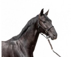 stallion Flint (Westphalian, 2016, from Fürsten-Look)