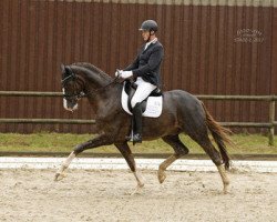 dressage horse Querbeet S (Hanoverian, 2012, from Quaterhall)