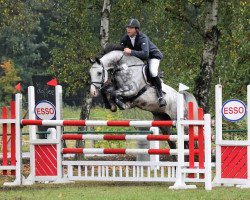 jumper Carento 4 (German Sport Horse, 2009, from Cappo)