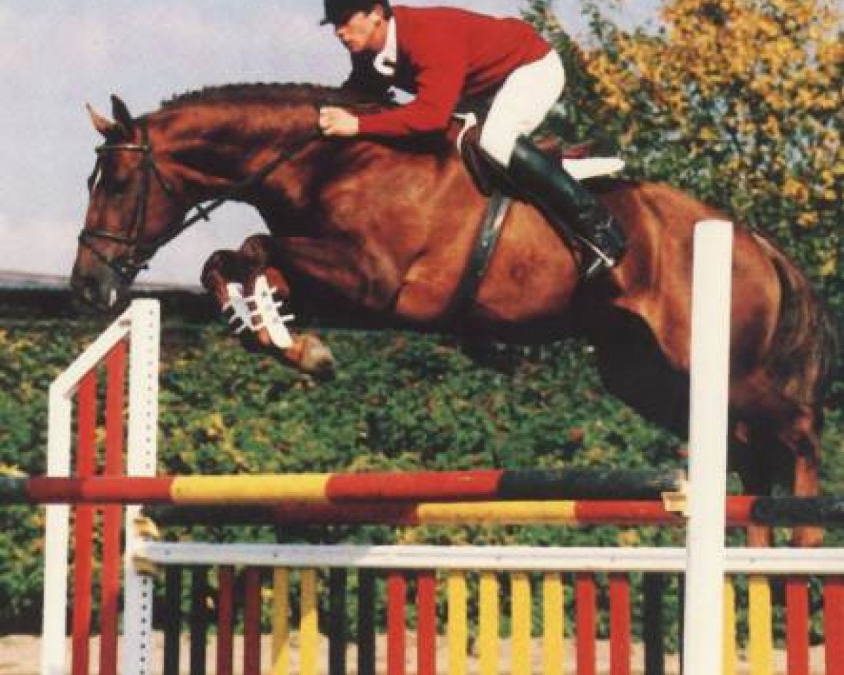 Deckhengst Norton L (KWPN (Niederländisches Warmblut), 1989, von Nimmerdor)