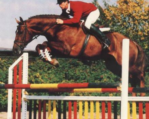 stallion Norton L (Dutch Warmblood, 1989, from Nimmerdor)