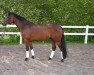 Dressurpferd Natango (Trakehner, 2007, von Armano)