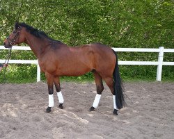 dressage horse Natango (Trakehner, 2007, from Armano)