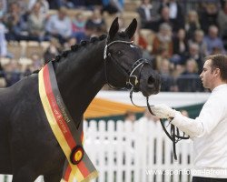 stallion Perpignan Noir (Trakehner, 2013, from Schwarzgold)