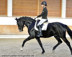 dressage horse Landarin K (Württemberger, 2013, from Lord Leopold 7)