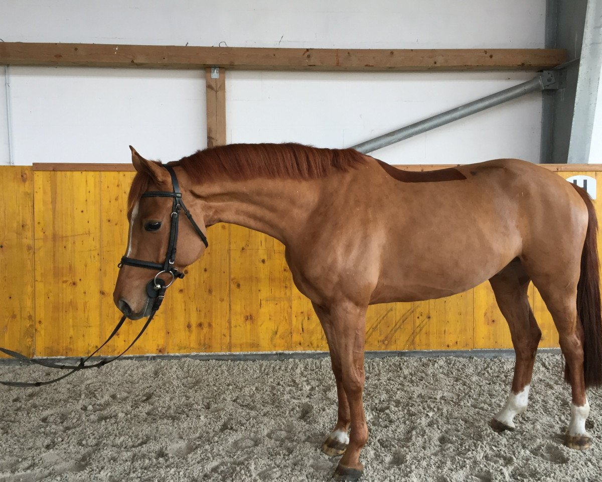 Springpferd Status Quo 10 (Brandenburger, 2013, von Seitensprung)