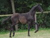 dressage horse Macan 4 (Oldenburg, 2016, from Morricone)