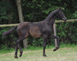 dressage horse Macan 4 (Oldenburg, 2016, from Morricone)