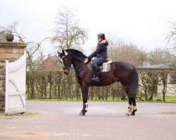 horse Didier 12 (KWPN (Royal Dutch Sporthorse), 2008, from Oscar)