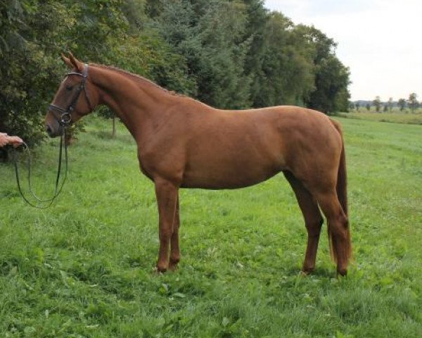 broodmare Staronni (Hanoverian, 2010, from Stakkato)