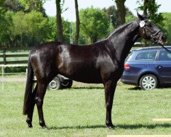 broodmare Liaison P (Hanoverian, 2013, from Londontime)