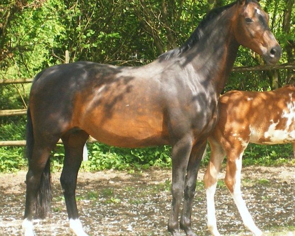 Zuchtstute Georgie (Bayer, 1992, von Rubinstein I)