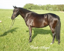 broodmare Dark Angel (Westphalian, 2003, from Domingo)