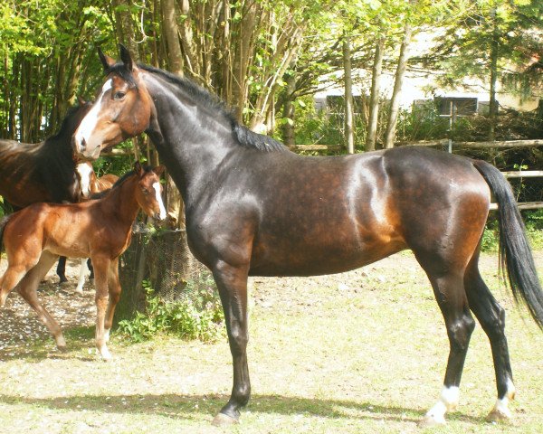 broodmare All in One (Bavarian, 2001, from Concetto I)