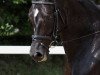 broodmare Aquilla 4 (Bavarian, 2005, from Stedinger)