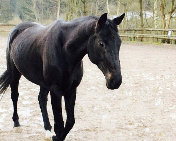 horse Cayla 3 (German Warmblood, 2007, from Coco Maurice)