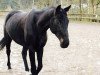 horse Cayla 3 (German Warmblood, 2007, from Coco Maurice)