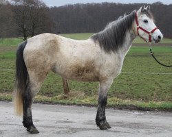 Dressurpferd Birrinview Debbie (Connemara-Pony, 2014, von I Love You Melody)