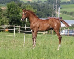 dressage horse Lesath G (Hanoverian, 2016, from Veneno)