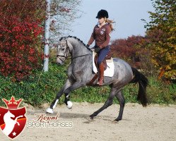 broodmare Quassina (Oldenburg show jumper, 2012, from Cassini II)