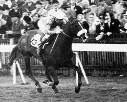 stallion Yellow God xx (Thoroughbred, 1967, from Red God xx)