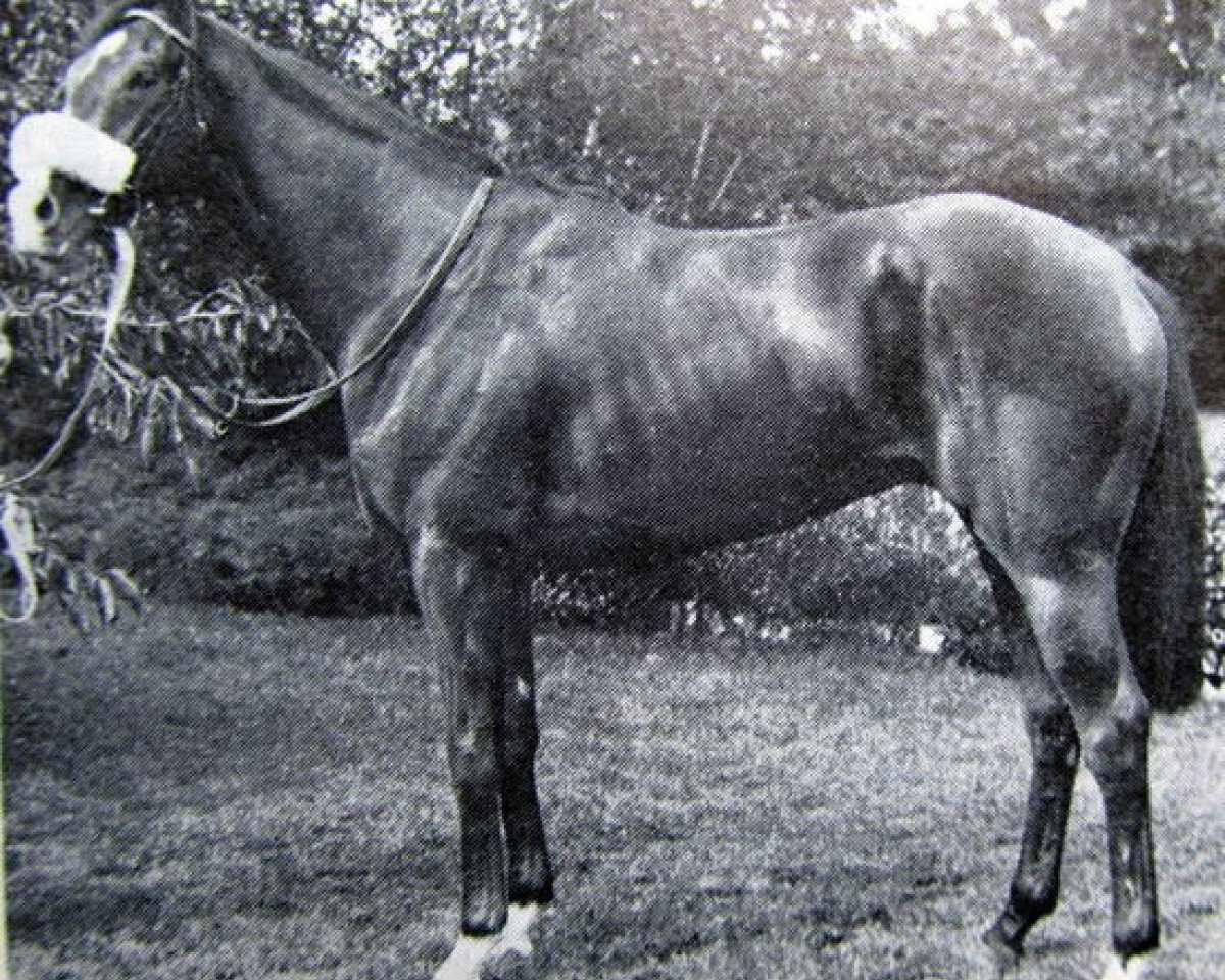 stallion Pampapaul xx (Thoroughbred, 1974, from Yellow God xx)