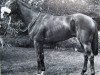 stallion Pampapaul xx (Thoroughbred, 1974, from Yellow God xx)